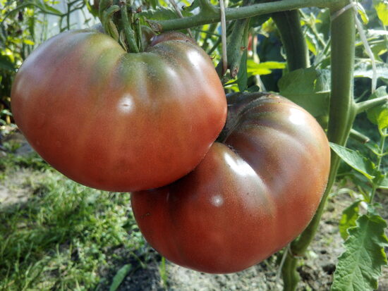 Индийское мясо